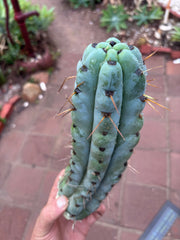 💎🌶️ Noid of the Moment — 12” Pup