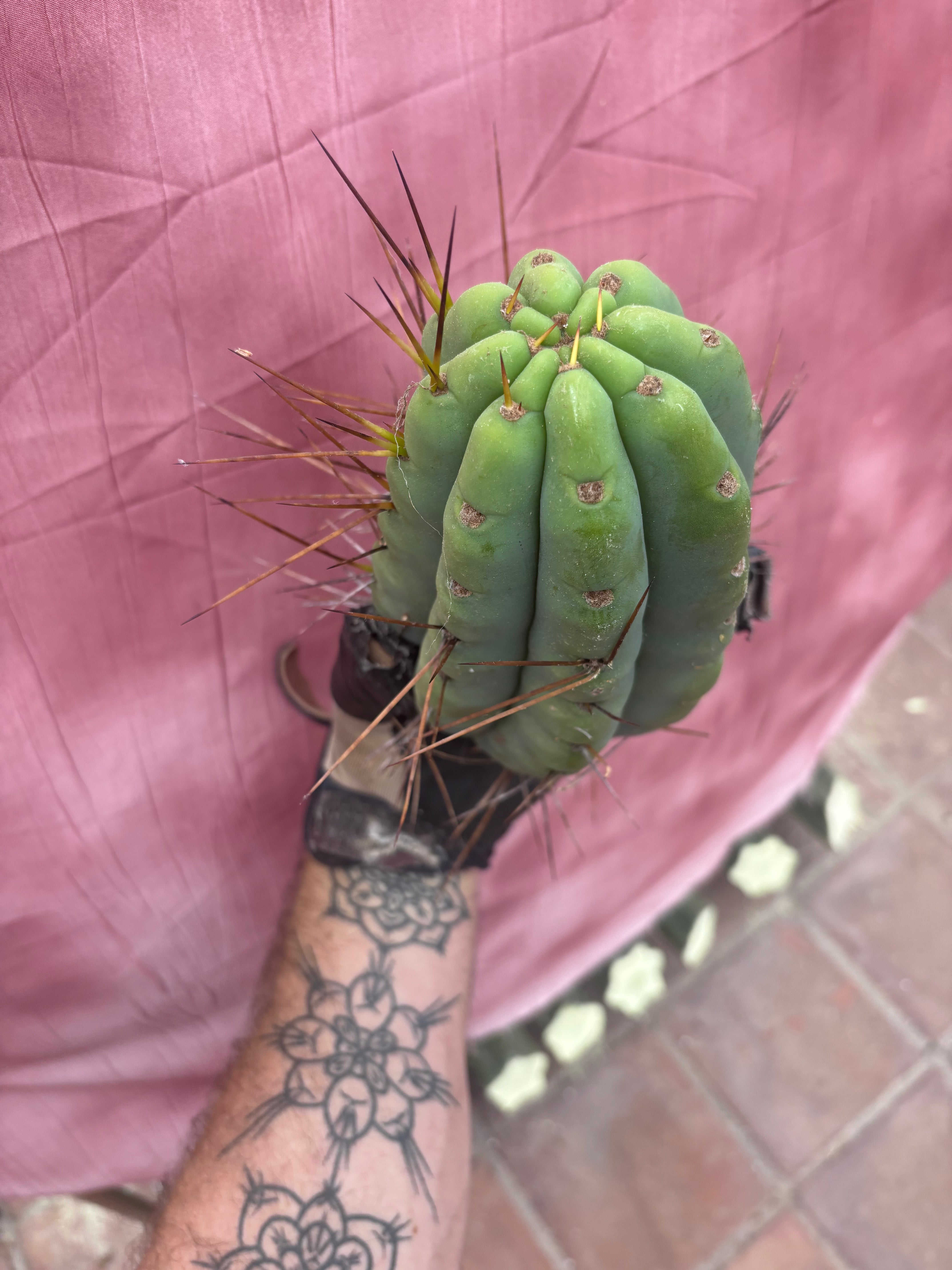 🌶️🌶️⚠️ E.R. — Another Beefy 9” Pup