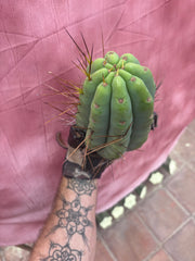 🌶️🌶️⚠️ E.R. — Another Beefy 9” Pup