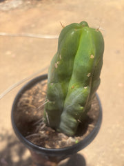💎👑🌶️ Platform 9 3/4  — Beefy 11”Rooted Tip