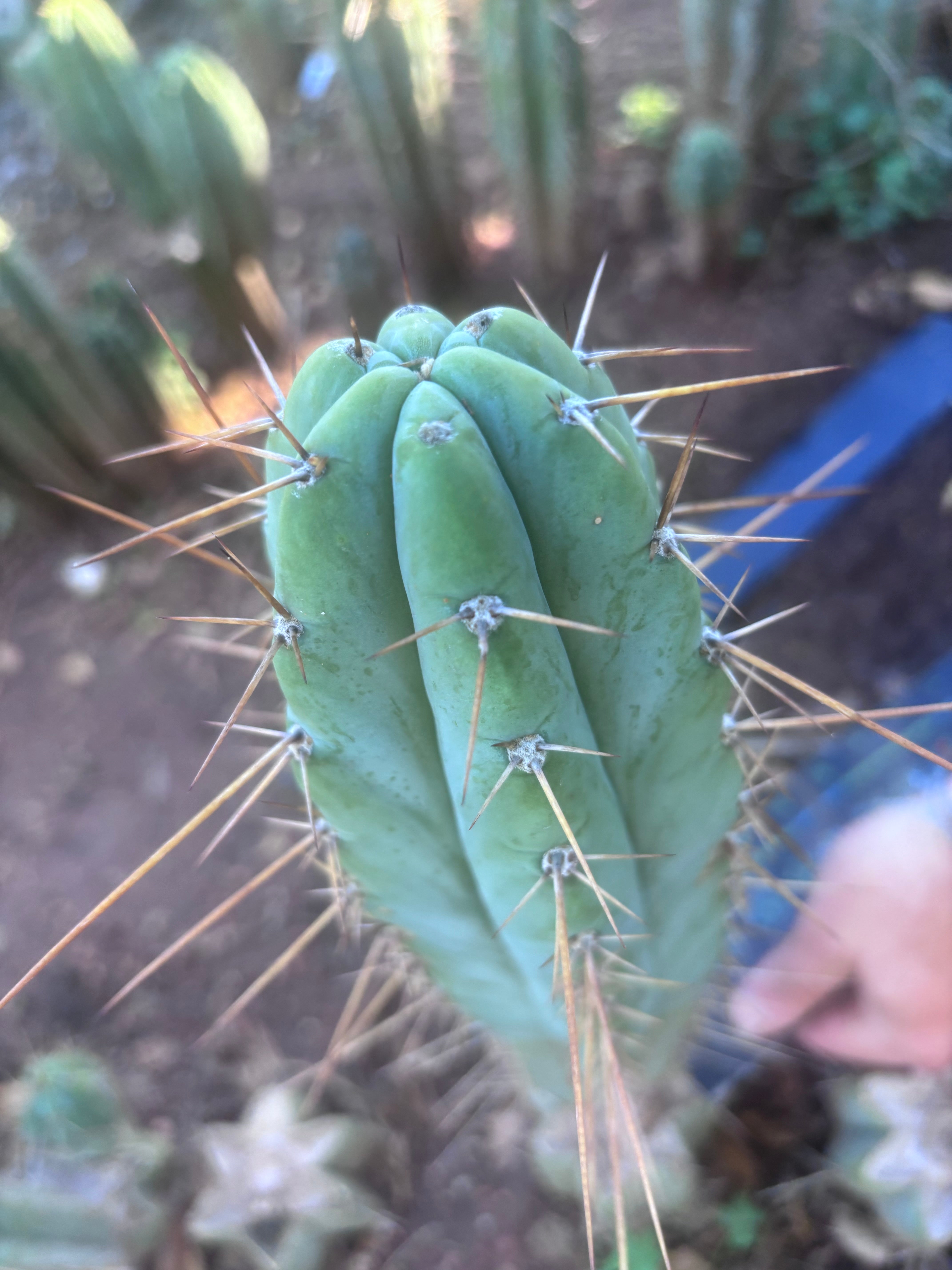 👑🌶️ Piano Man — XL 15” Pup