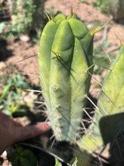 👑💎🌶️ Foolsbreath — 10” Pup