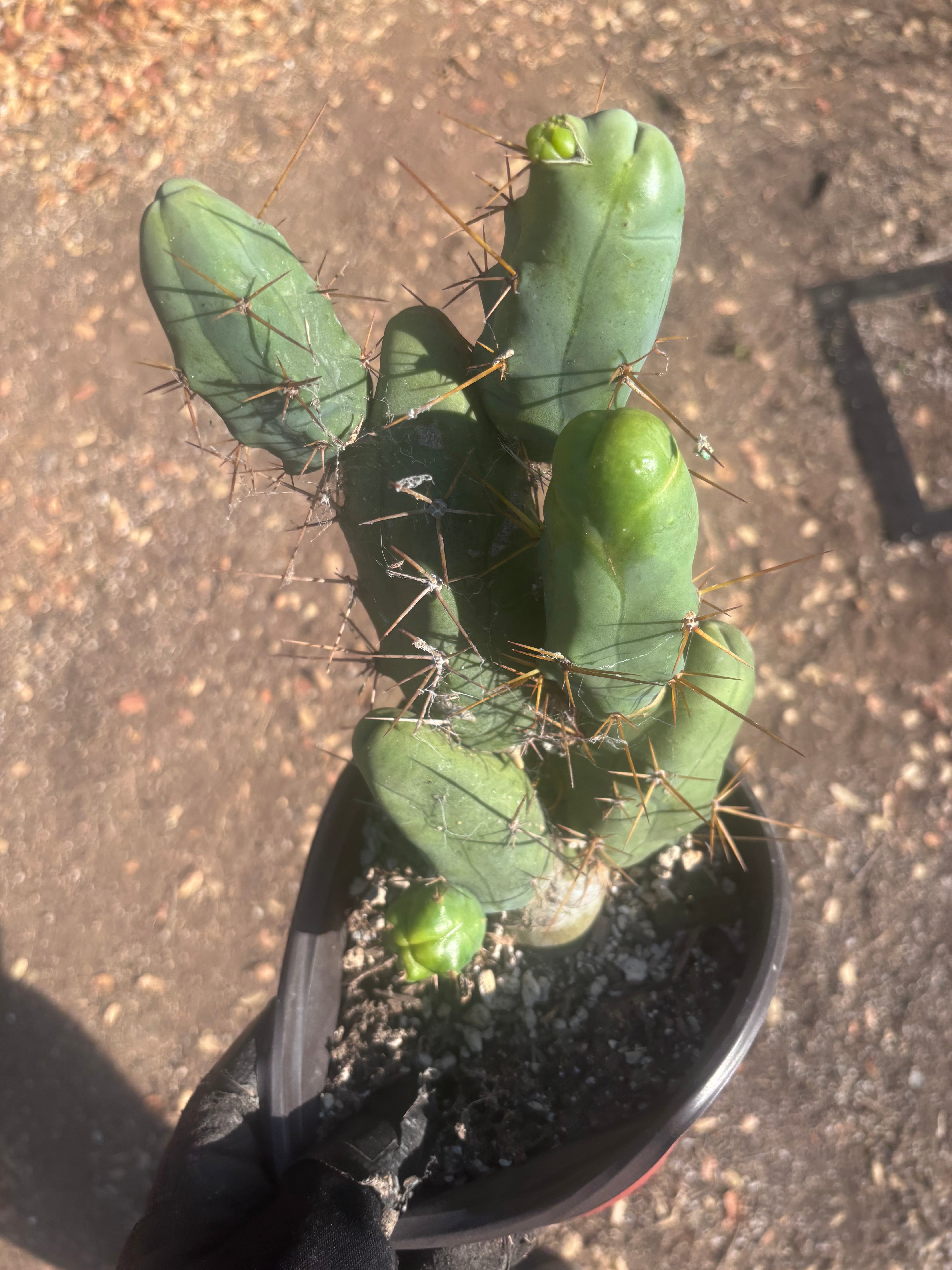 👑🌶️🌶️  TBM Clone B — Large, Fully Rooted