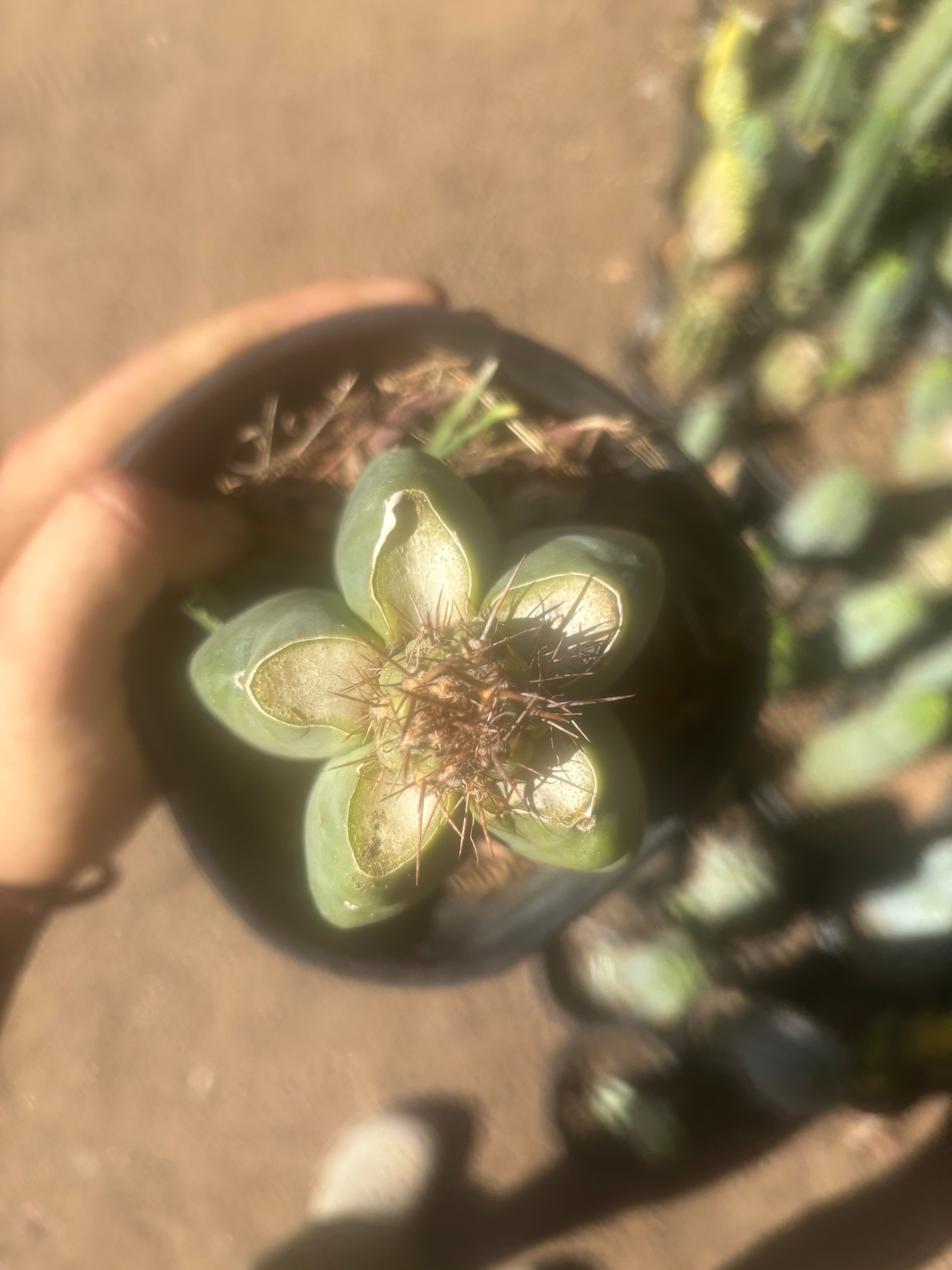 💎👑💎 T. Coquimbanus — Pup Graft on Rooted Scop