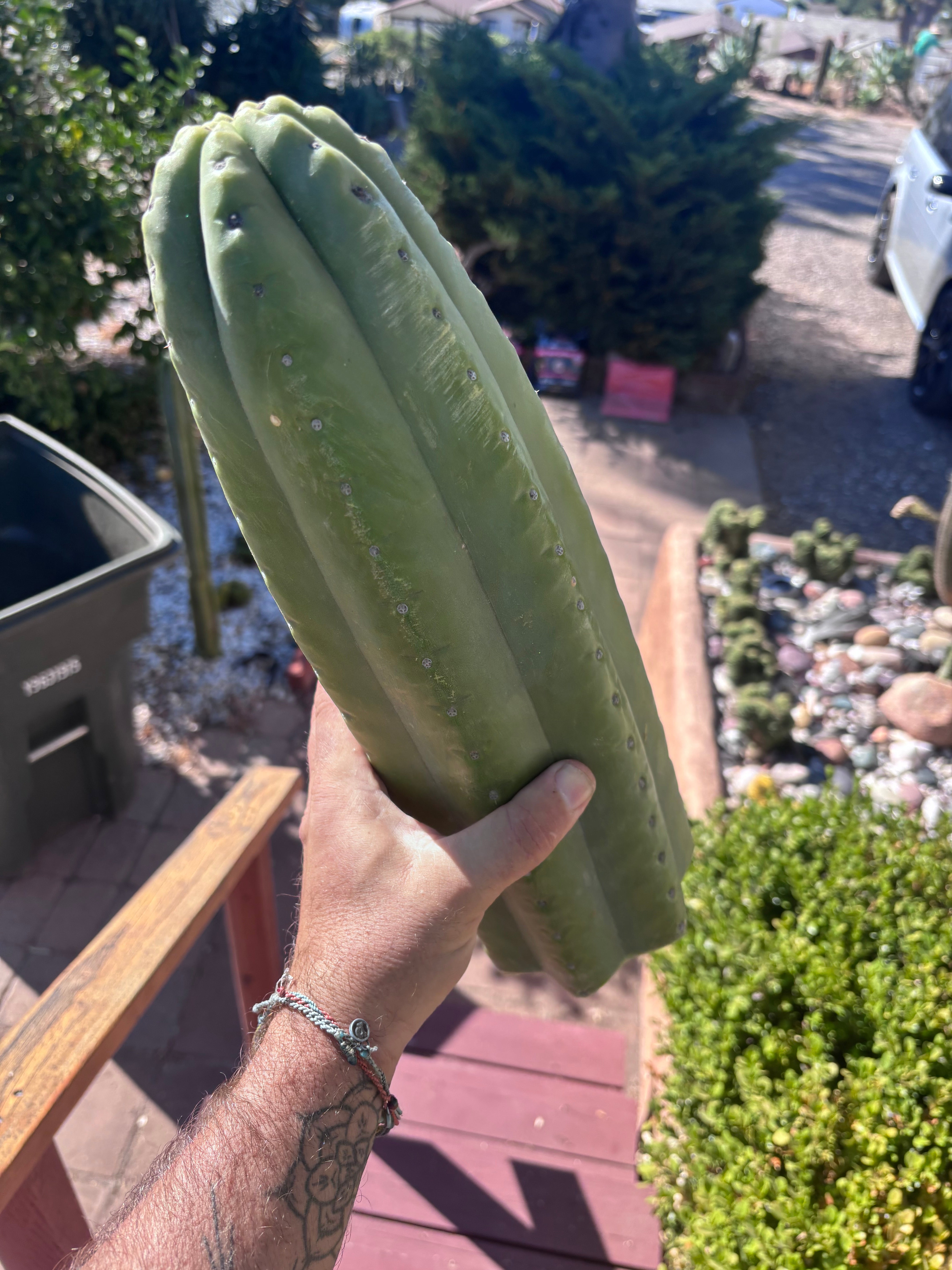 👑💎🌶️ The 2nd Fattest Soozy Tip I’ve Ever Listed