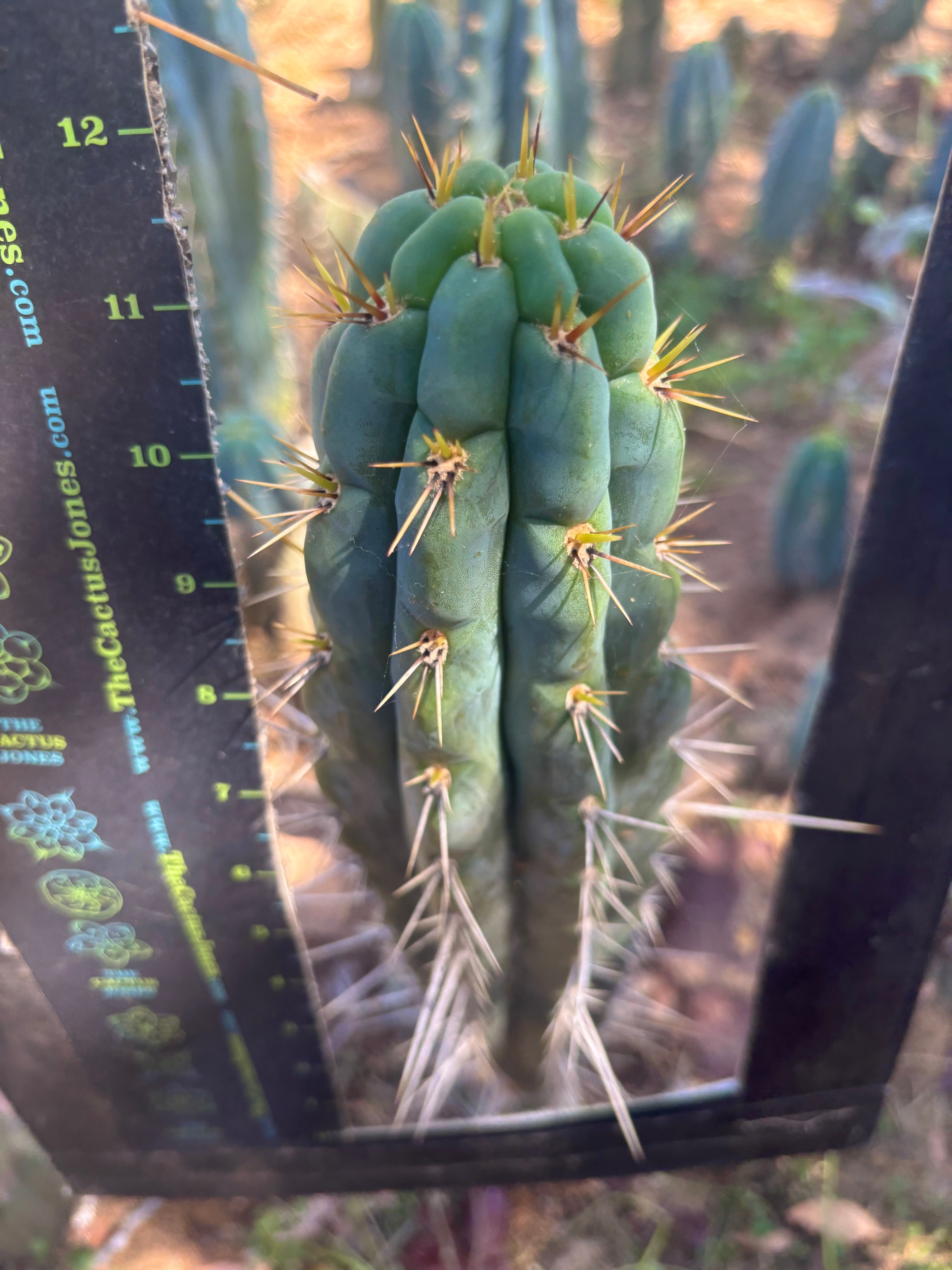 👑 Chala, The Backeburg Clone — 11.5” Tip