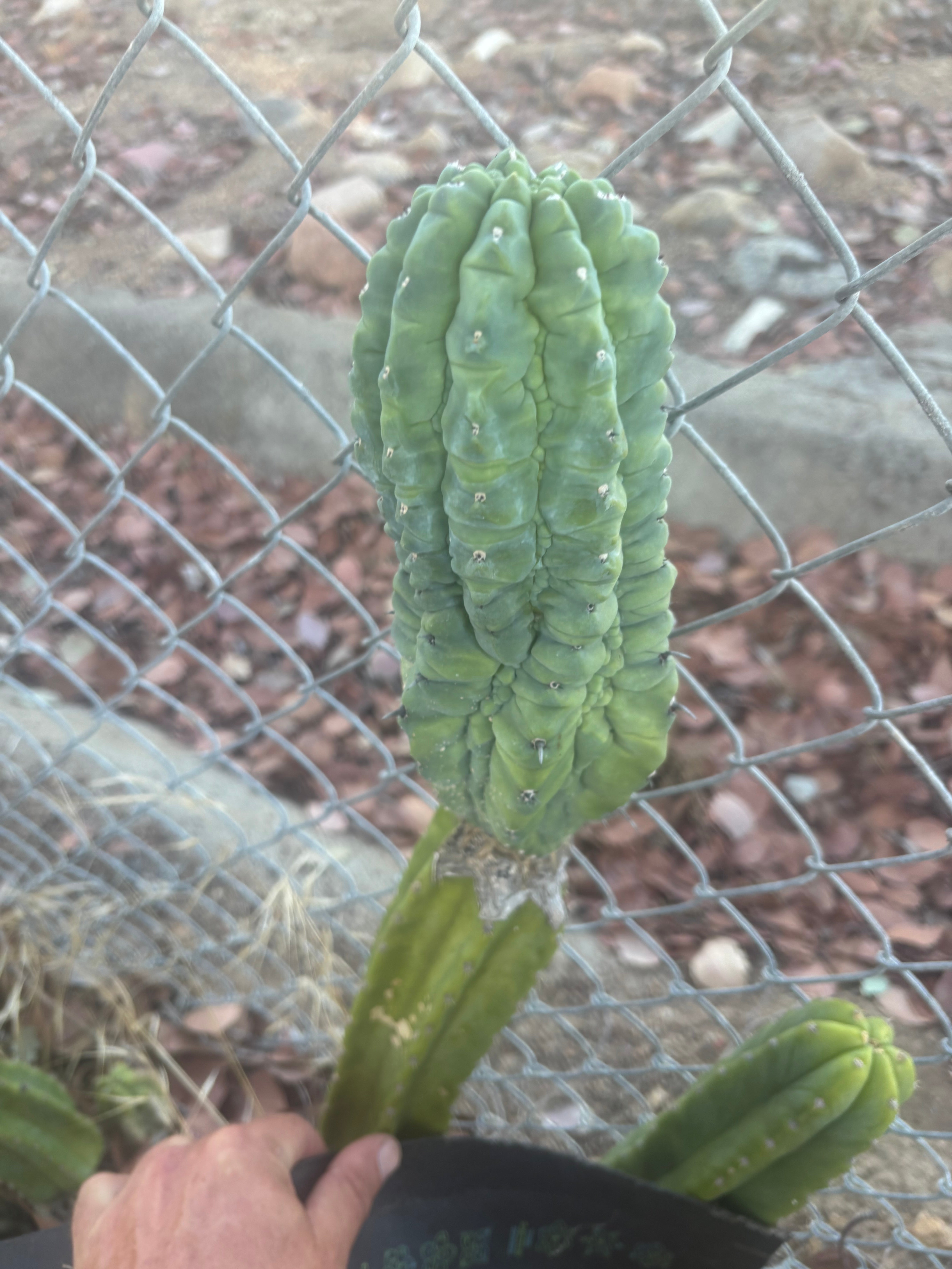 👑💎 Glorp — Another XL Graft