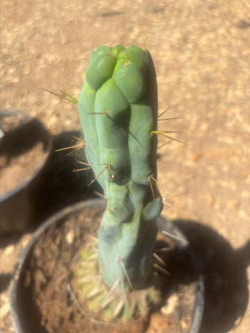 💎👑🌶️ Monster De Cota Cota — 8” Tip