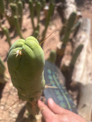 💎👑 Bruce’s Dragon — Chonky 8” Tip