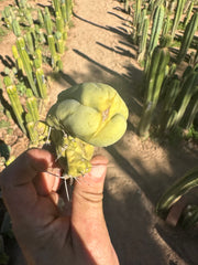 👑💎🌶️🌶️ TBMC — Small 6” Cutting