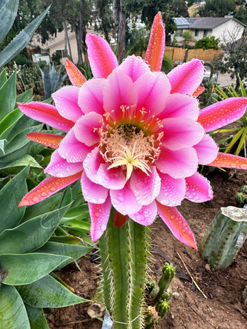 👑 The Jones Pink 🌸 — 7” Tip