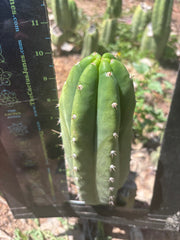 👑🌶️🌶️ Landfill — 10” Pup