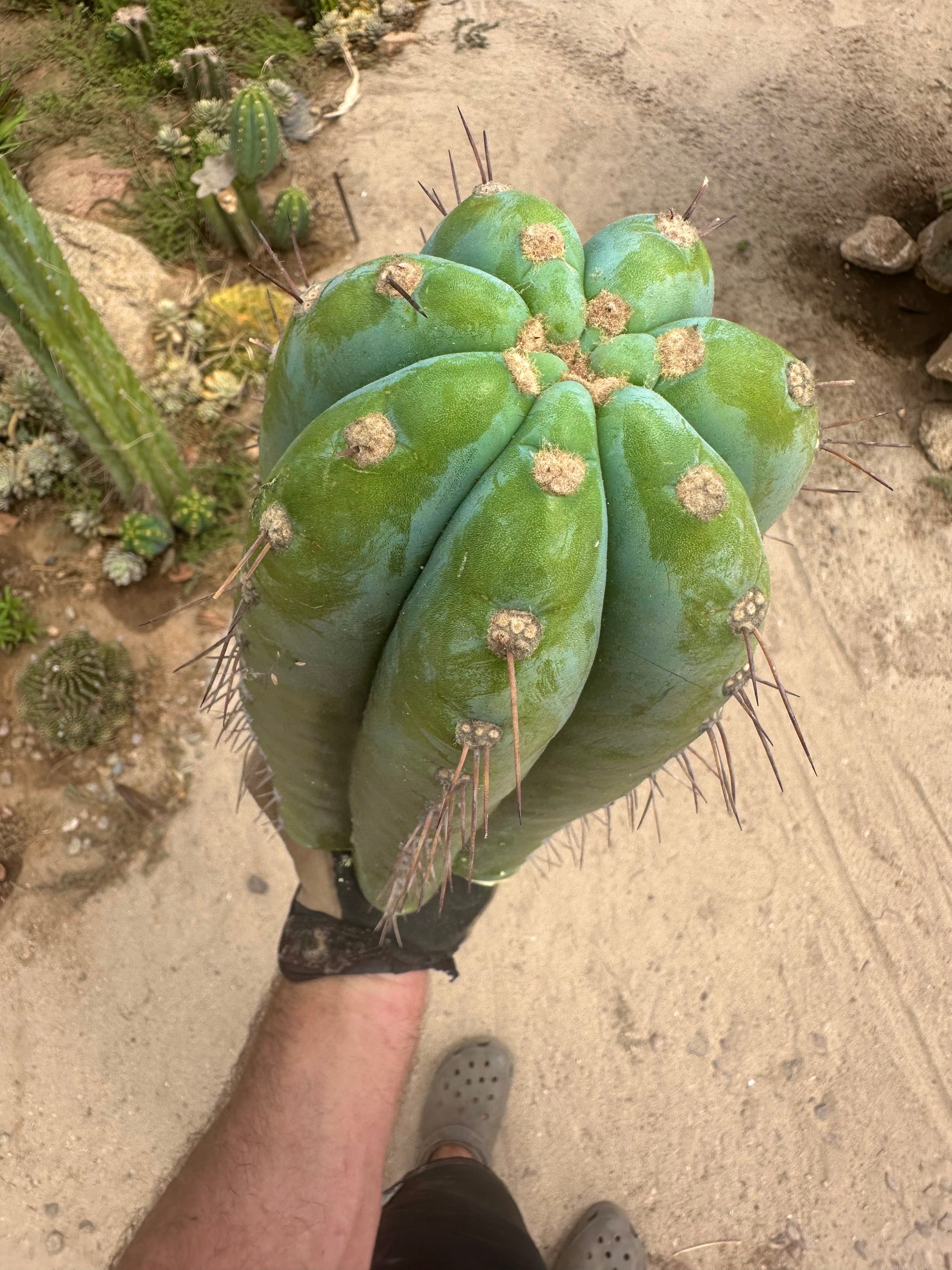 💎👑🌶️ CGG — 15” *MEGA* Tip