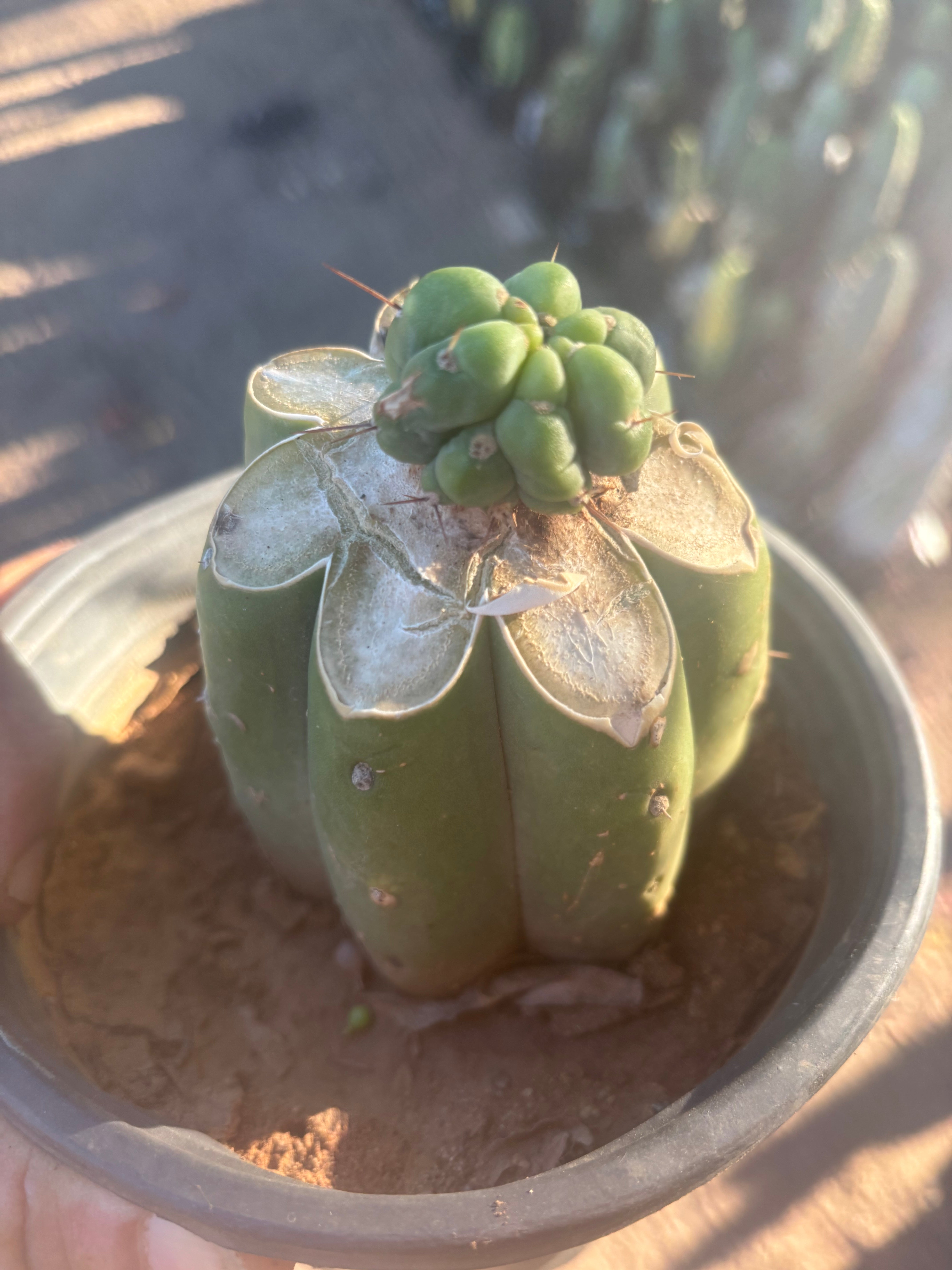 Custom Listing for Raul L
