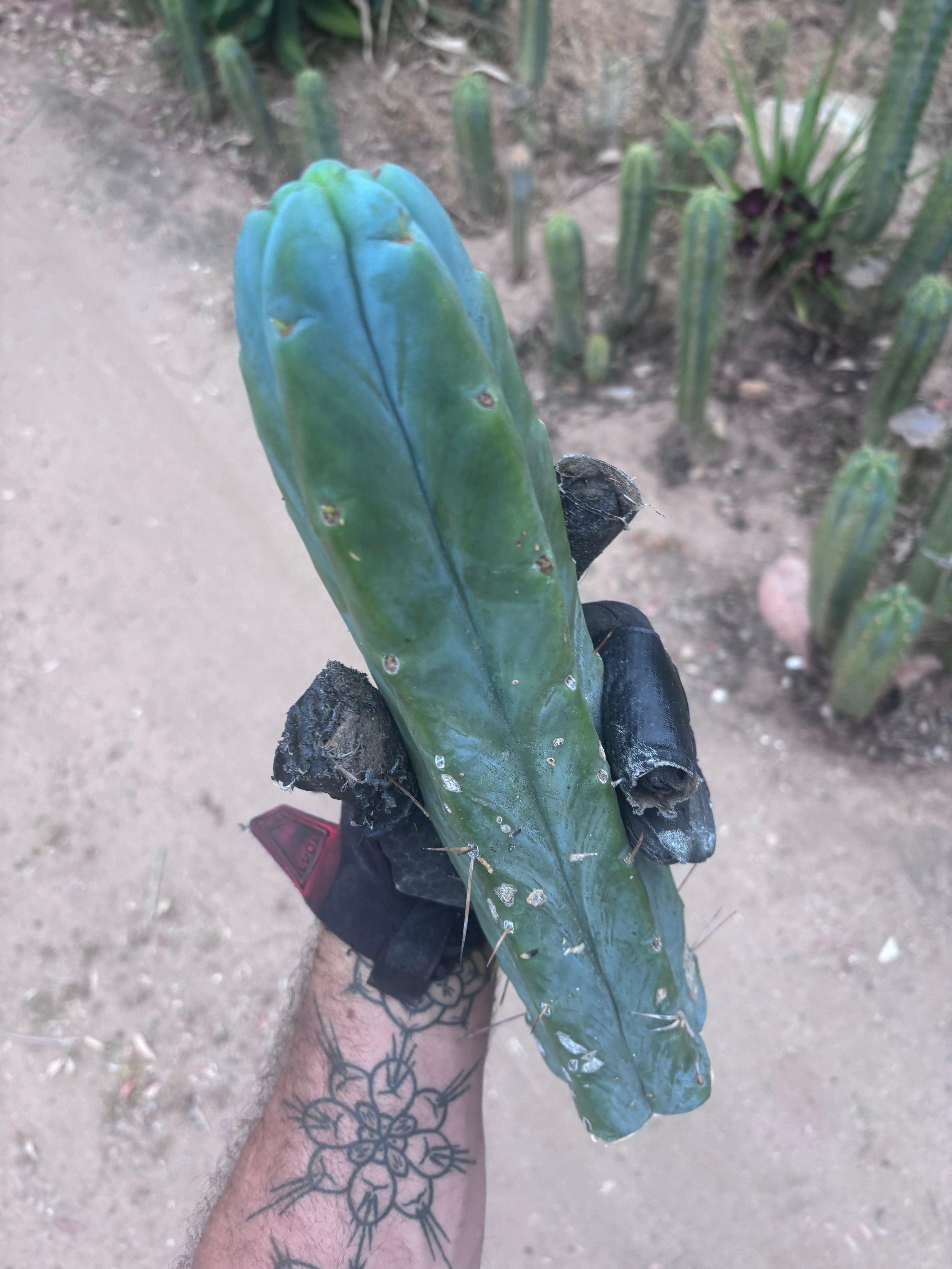 👑🌶️🌶️  Jiimz Twin — 14” Tip
