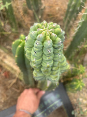 👑💎 Glorp — Another XL Graft