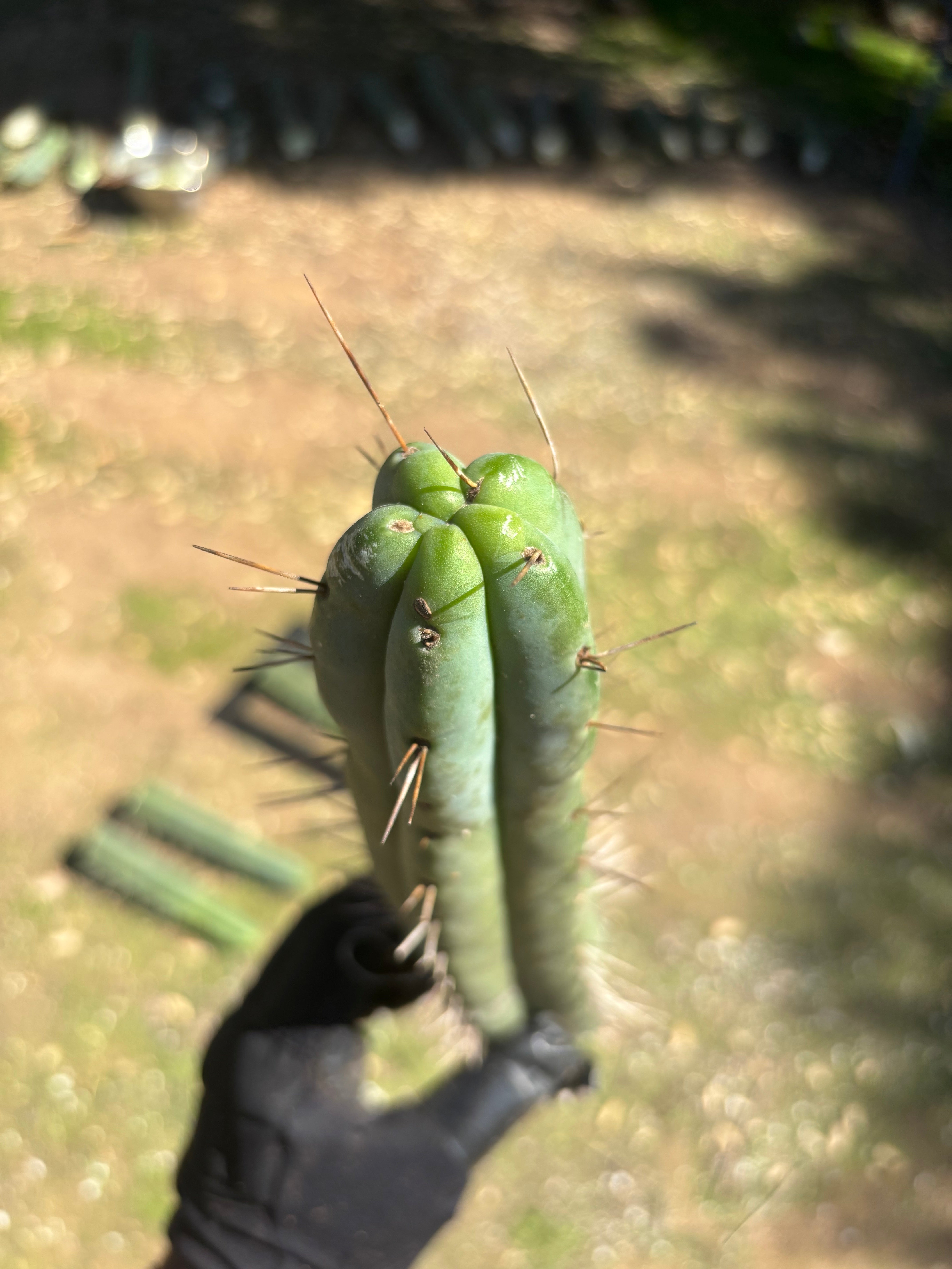 🌶️ Restocked —Baker x Helen  — 12” Tips