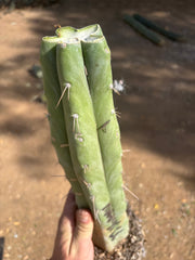 👑 Big Mac Huanu (P7)  — XL 15” Fully Rooted Stump