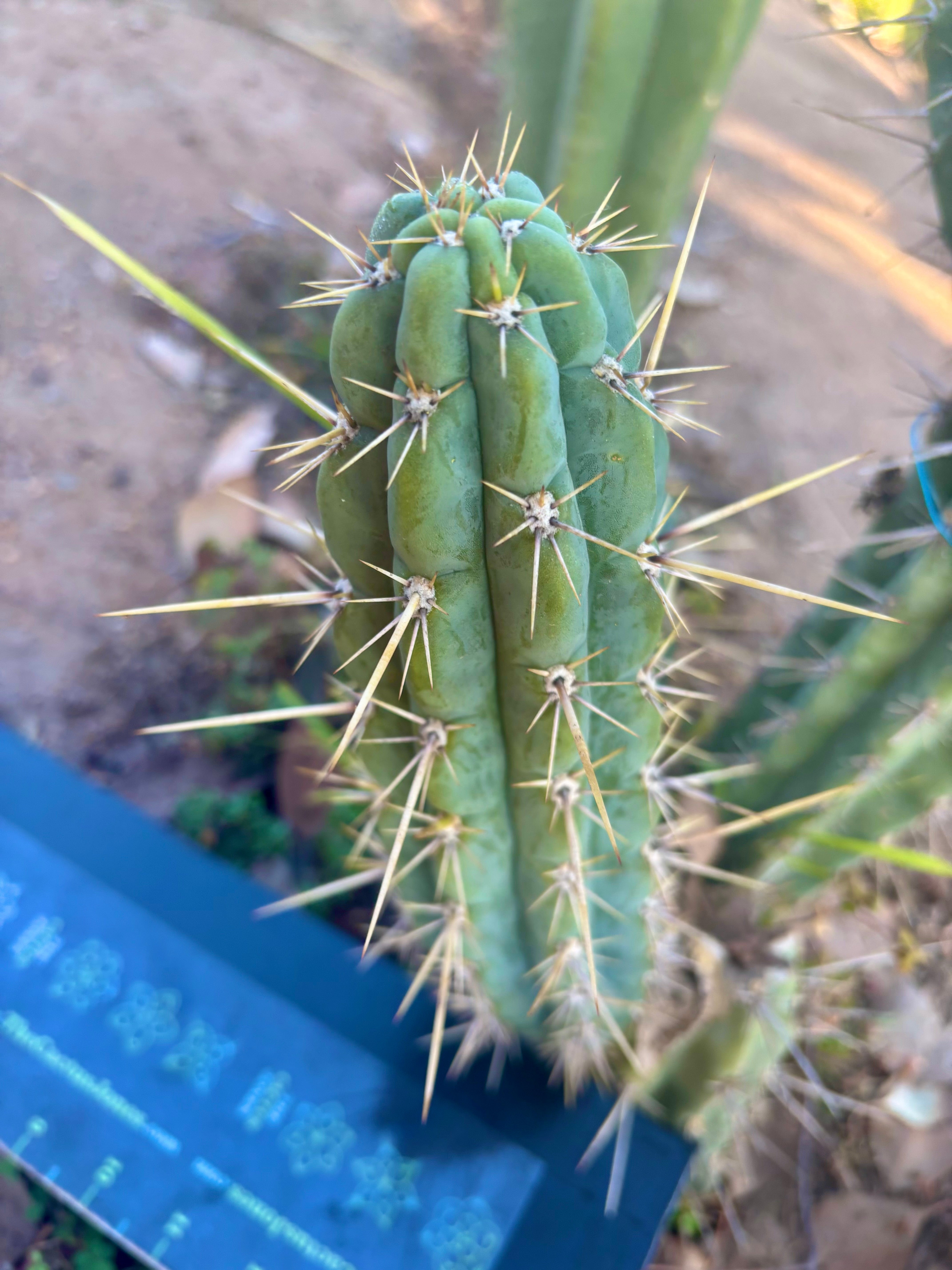 👑 Backeburg Clone — 9” Pup