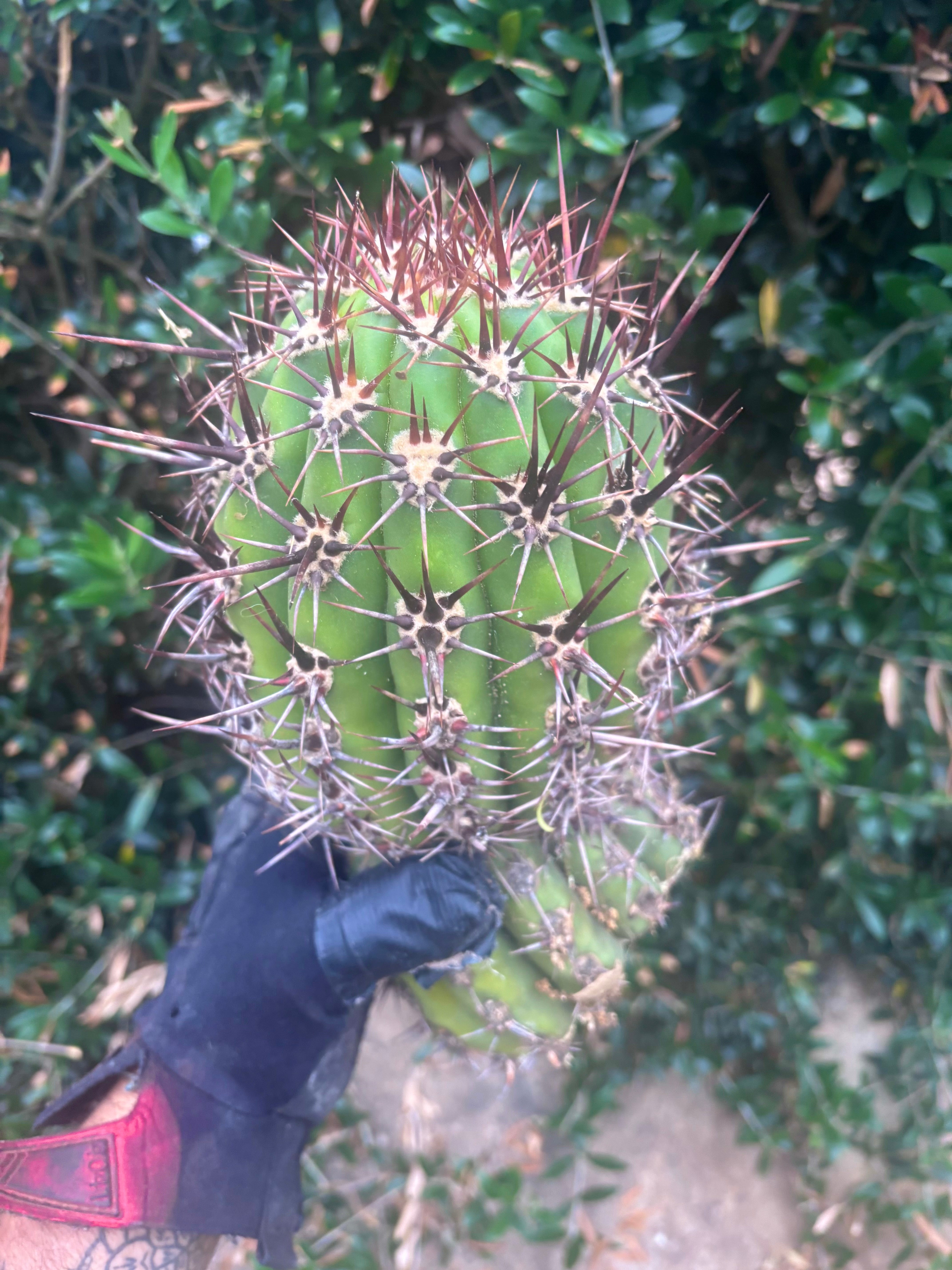 💎 Tacaquirensis — FAT 12” Tip