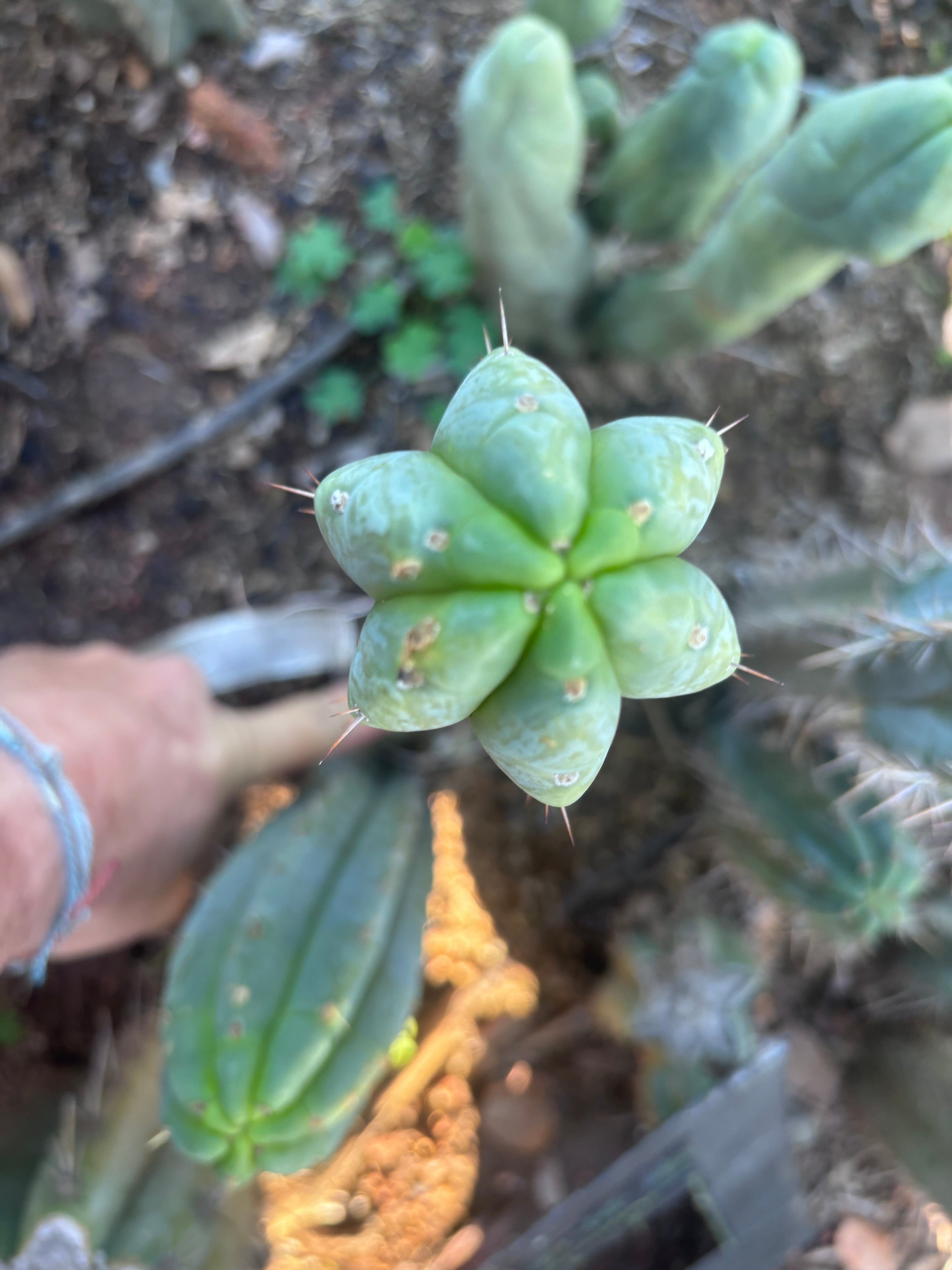 💎👑🌶️🌶️ Austy’s Bomb — 10” Pup