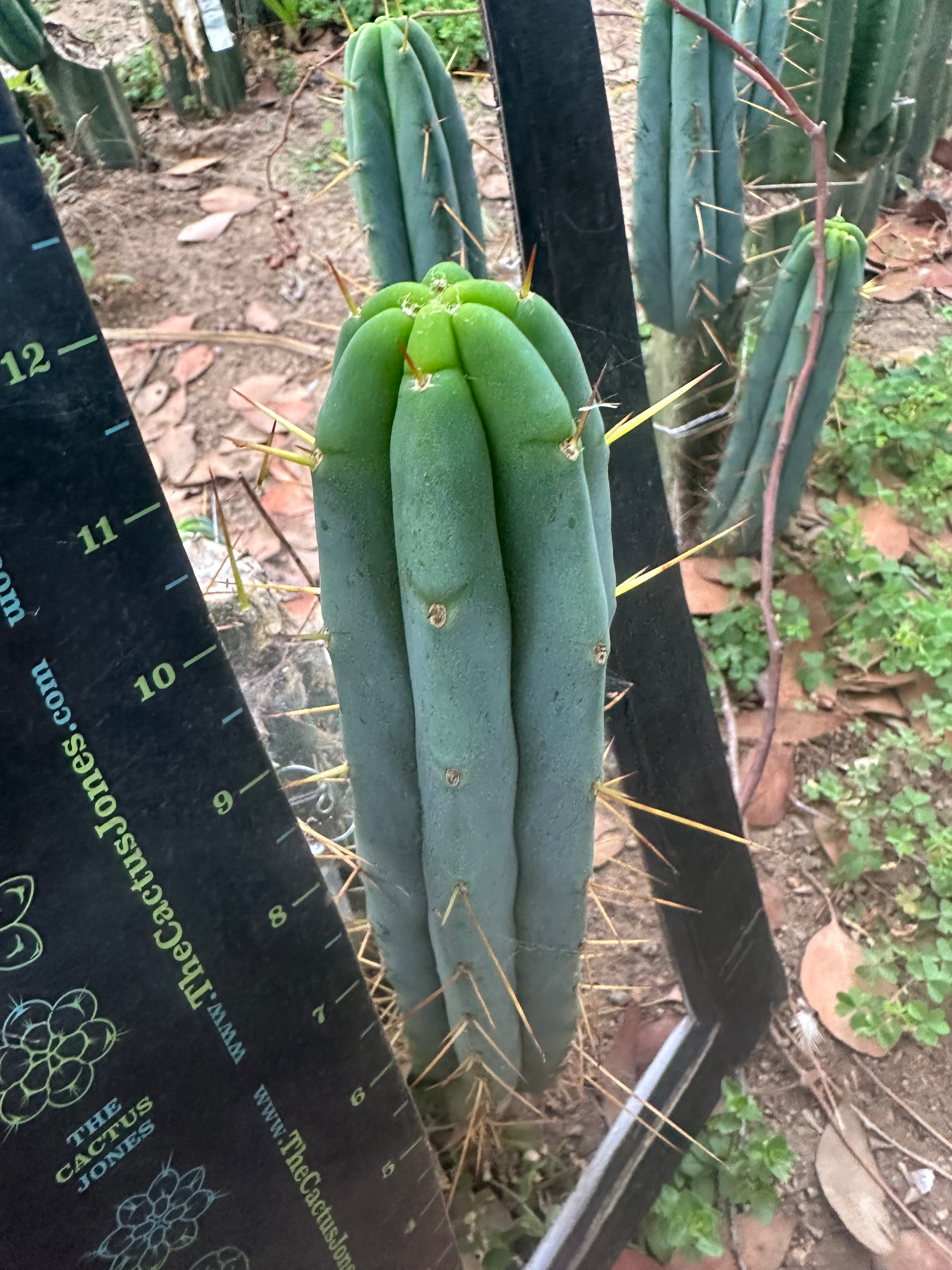 🌶️ Baker Helen Bridge — 12” Tip