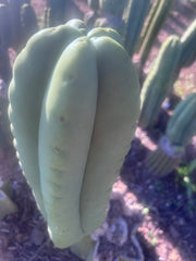💎👑💎🌶️ Ferah — FAT 9” Tip