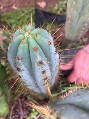 💎👑 Argentinensis “Coopers Clone” — 9” Tip