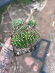 💎👑 Austin — Rooted 5” x 4” Crest (Whole)