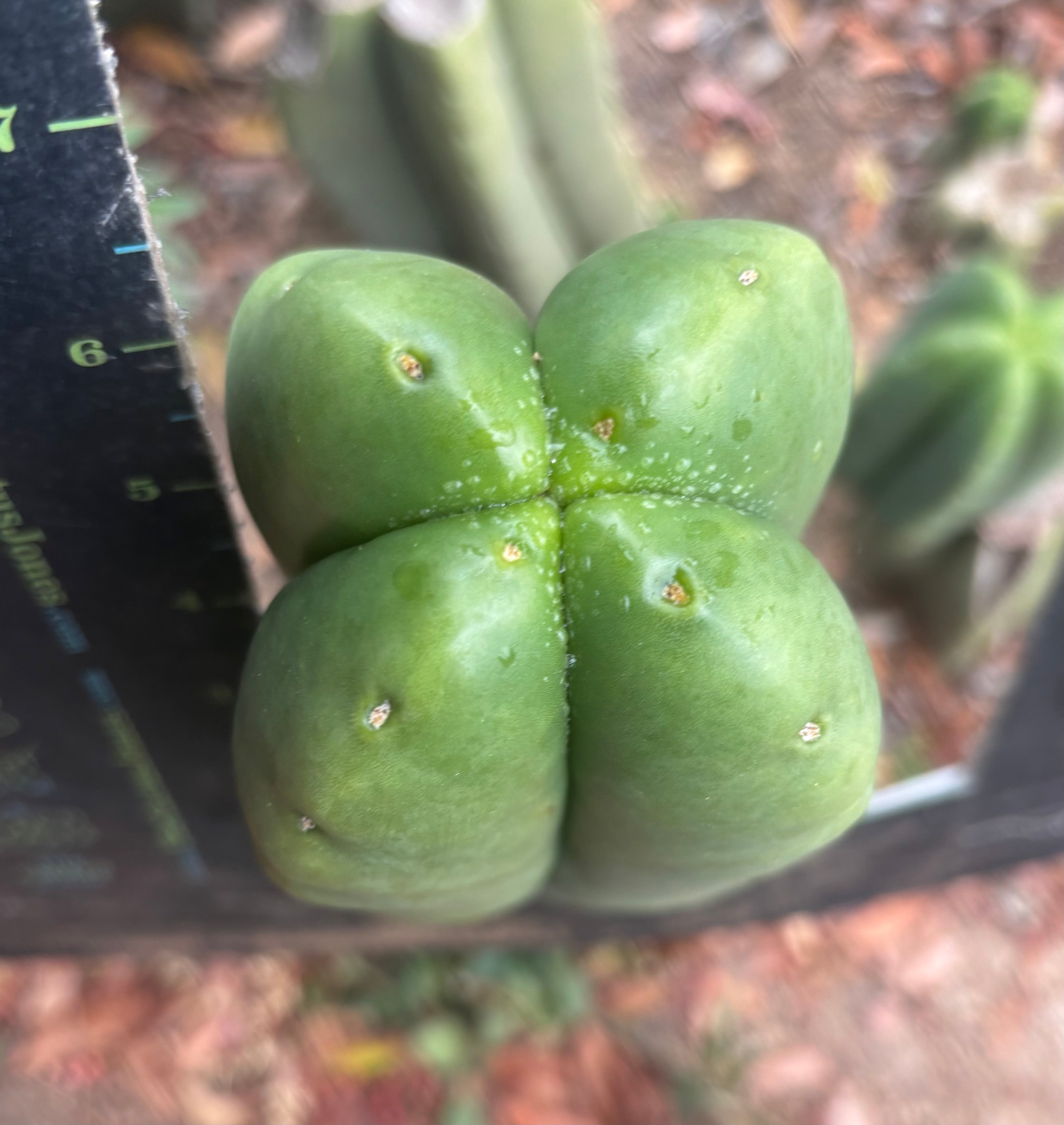 💎👑🌶️ Ferah — 6” Fourwang Tip