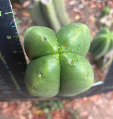 💎👑🌶️ Ferah — 6” Fourwang Tip