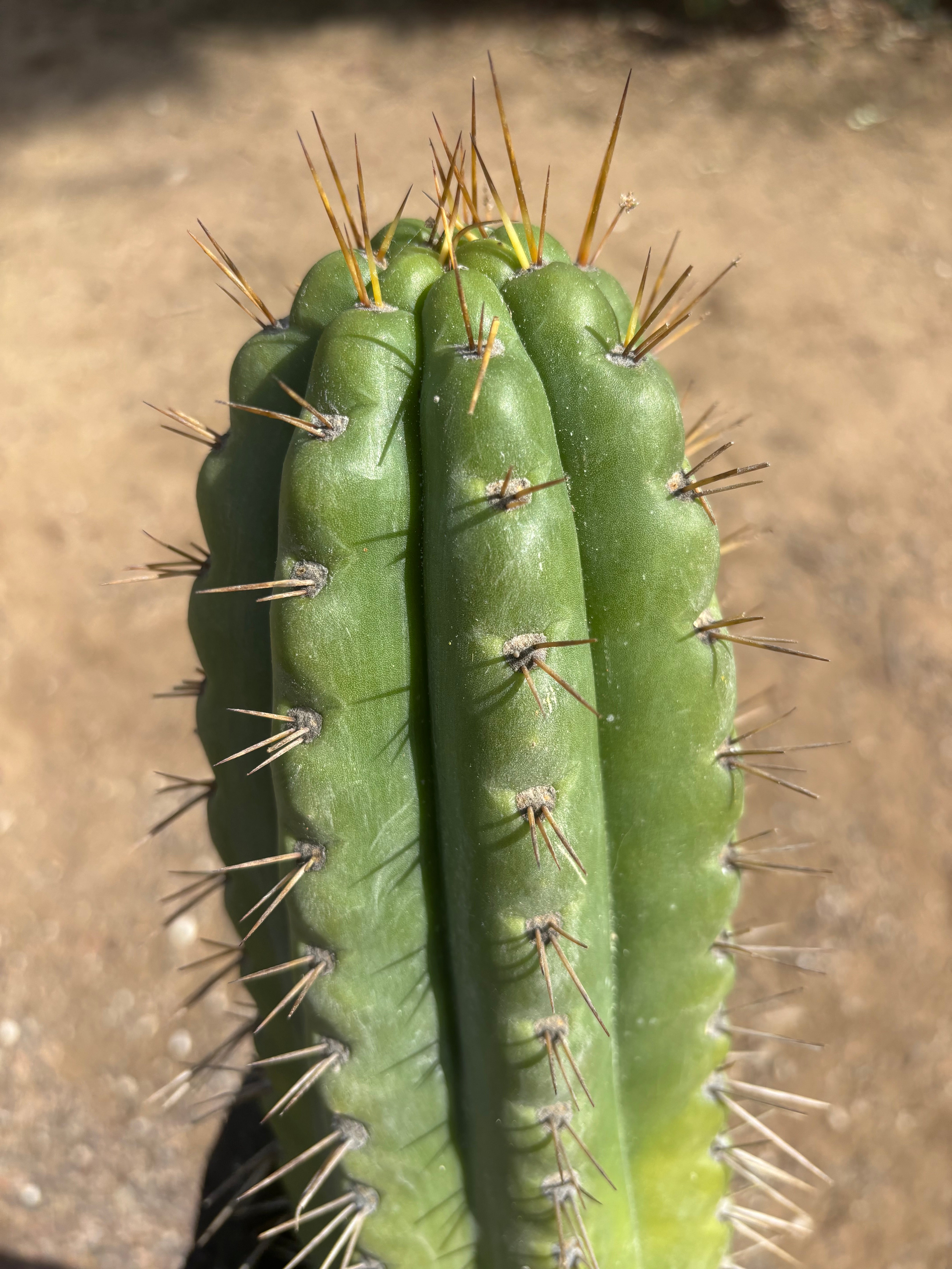 💎🌶️ SS02 x Kimura’s Spiny Giant   — Massive NOTCHY 14” Tip