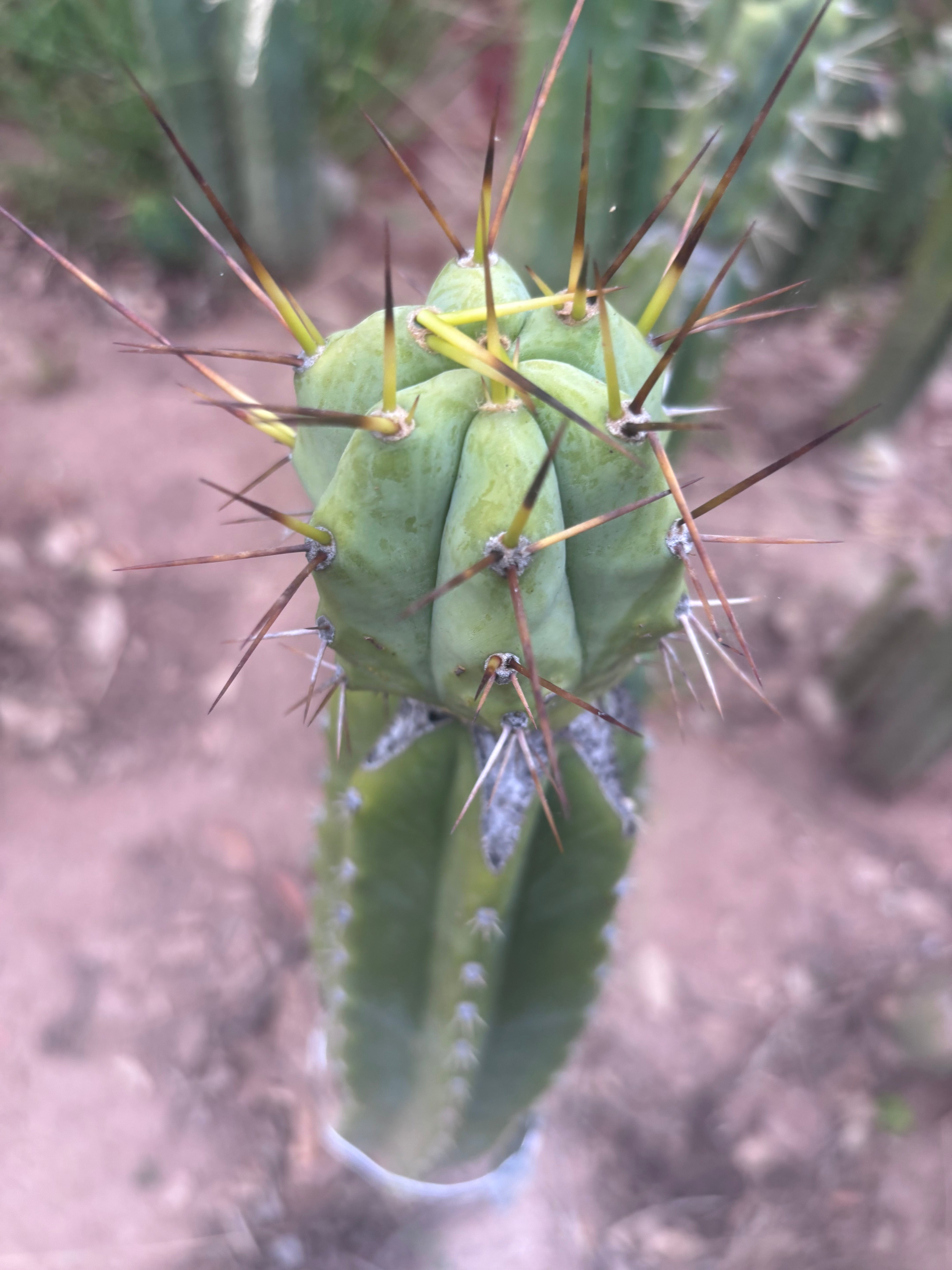 👑💎🌶️  CSD — Large Tip Graft