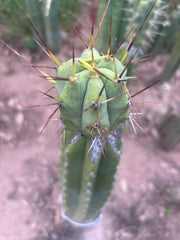 👑💎🌶️  CSD — Large Tip Graft