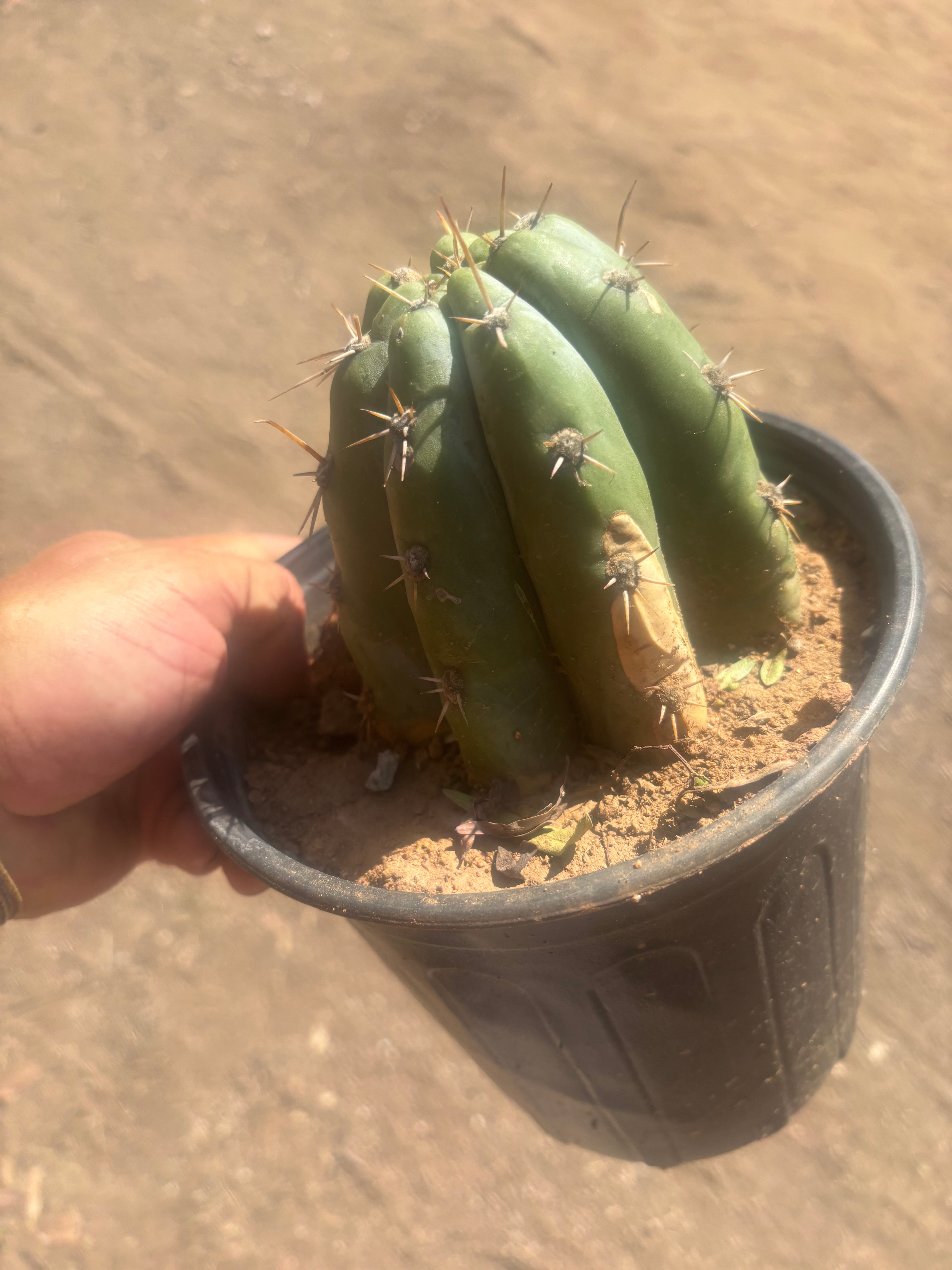 👑 TSSBP — Rooted Tip