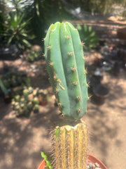 💎👑🔰 VFV — Ventucky x Fillmore Variegated — Rooted Slab Graft w/ Big Pup