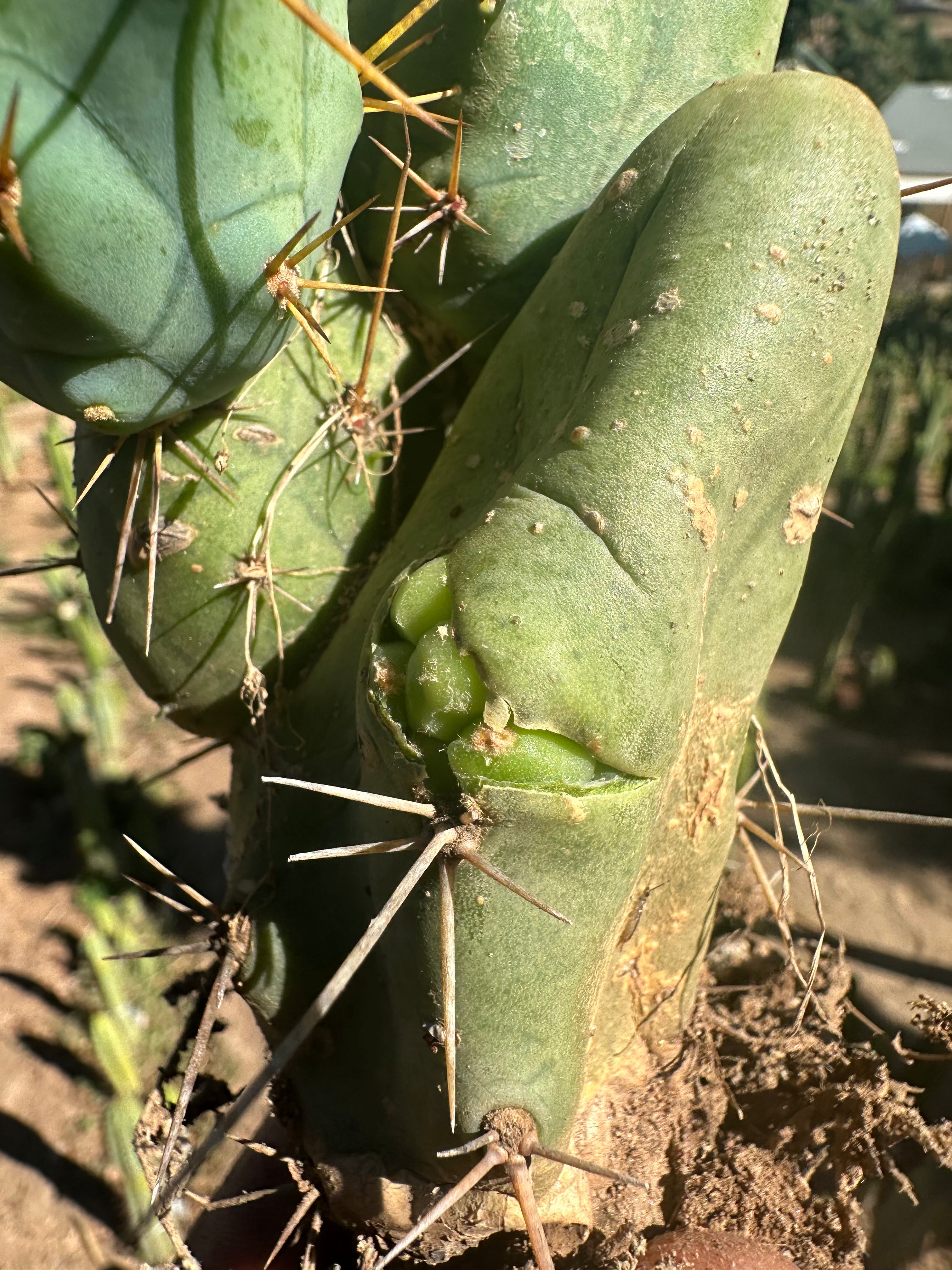 👑🌶️🌶️  TBM  — Rooted Cluster #1