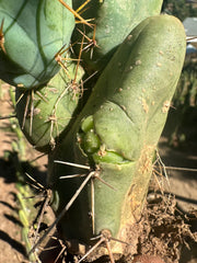 👑🌶️🌶️  TBM  — Rooted Cluster #1