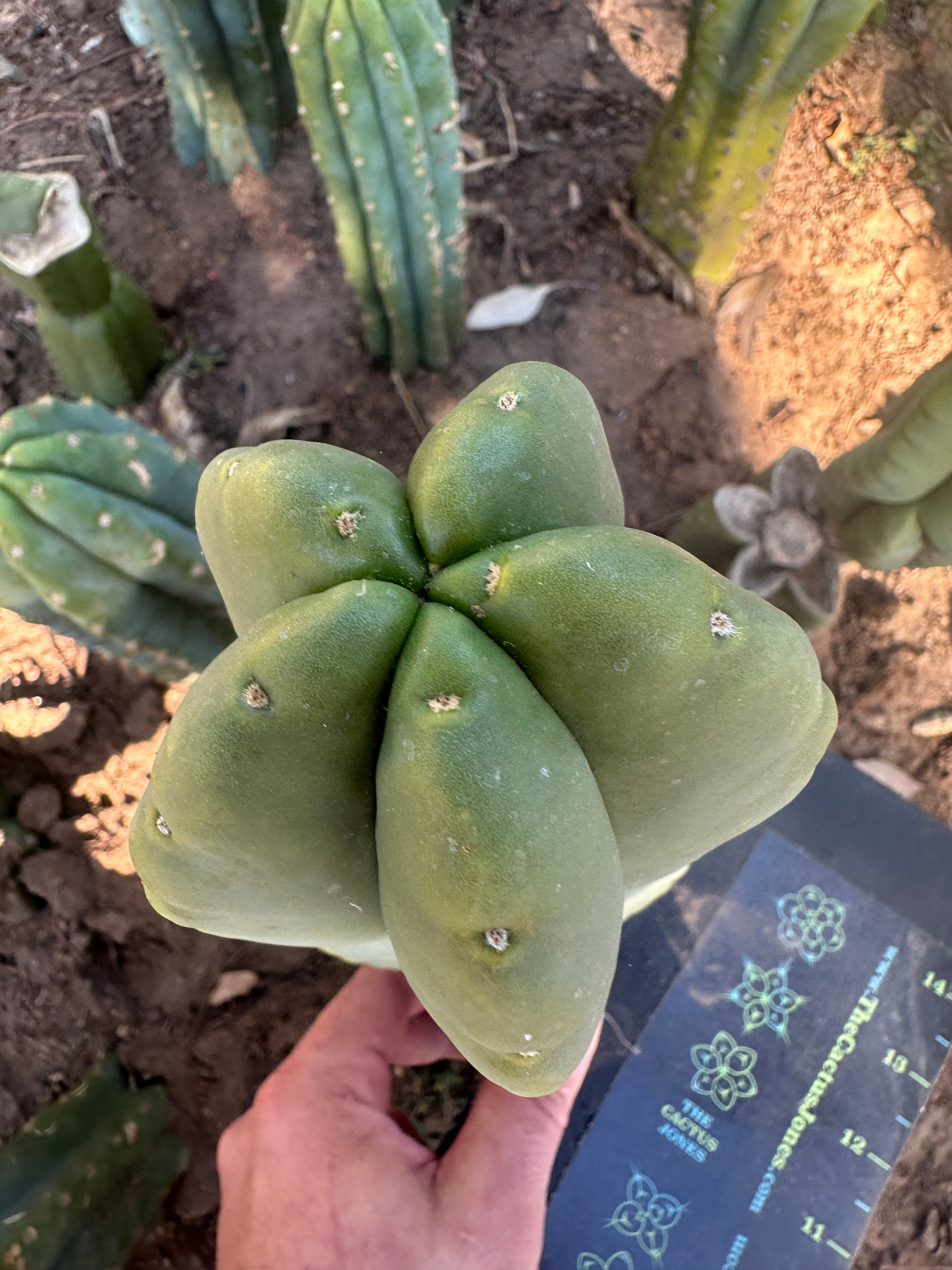 💎👑💎  Ferah! — FAT 9” Pup