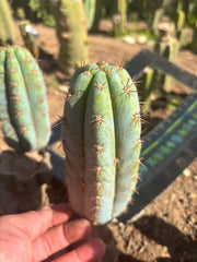 💎👑  Bart! (Monassa Blue) — 7” Pup