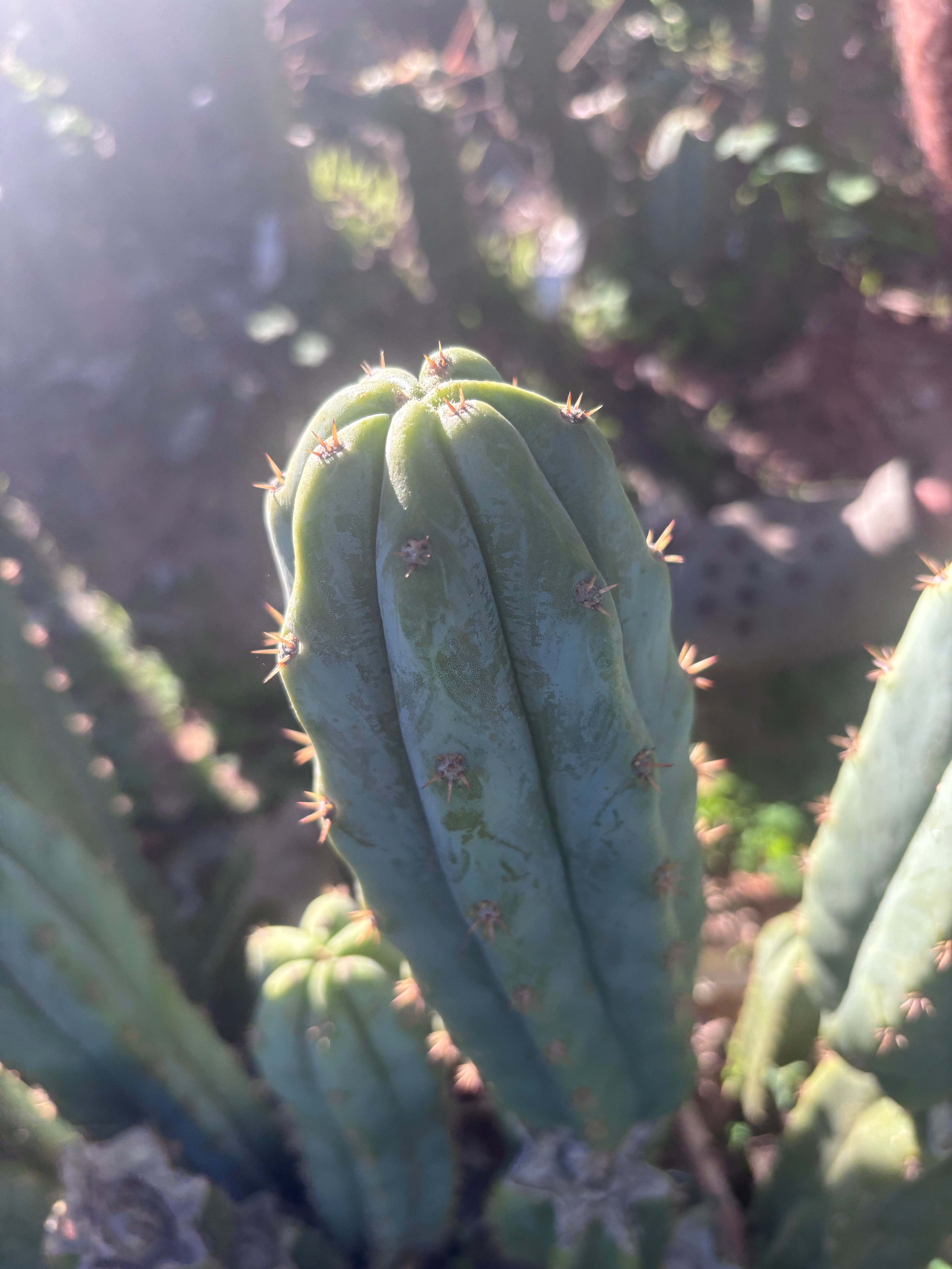 🌶️🌶️ NoidTwo — 10” Pup