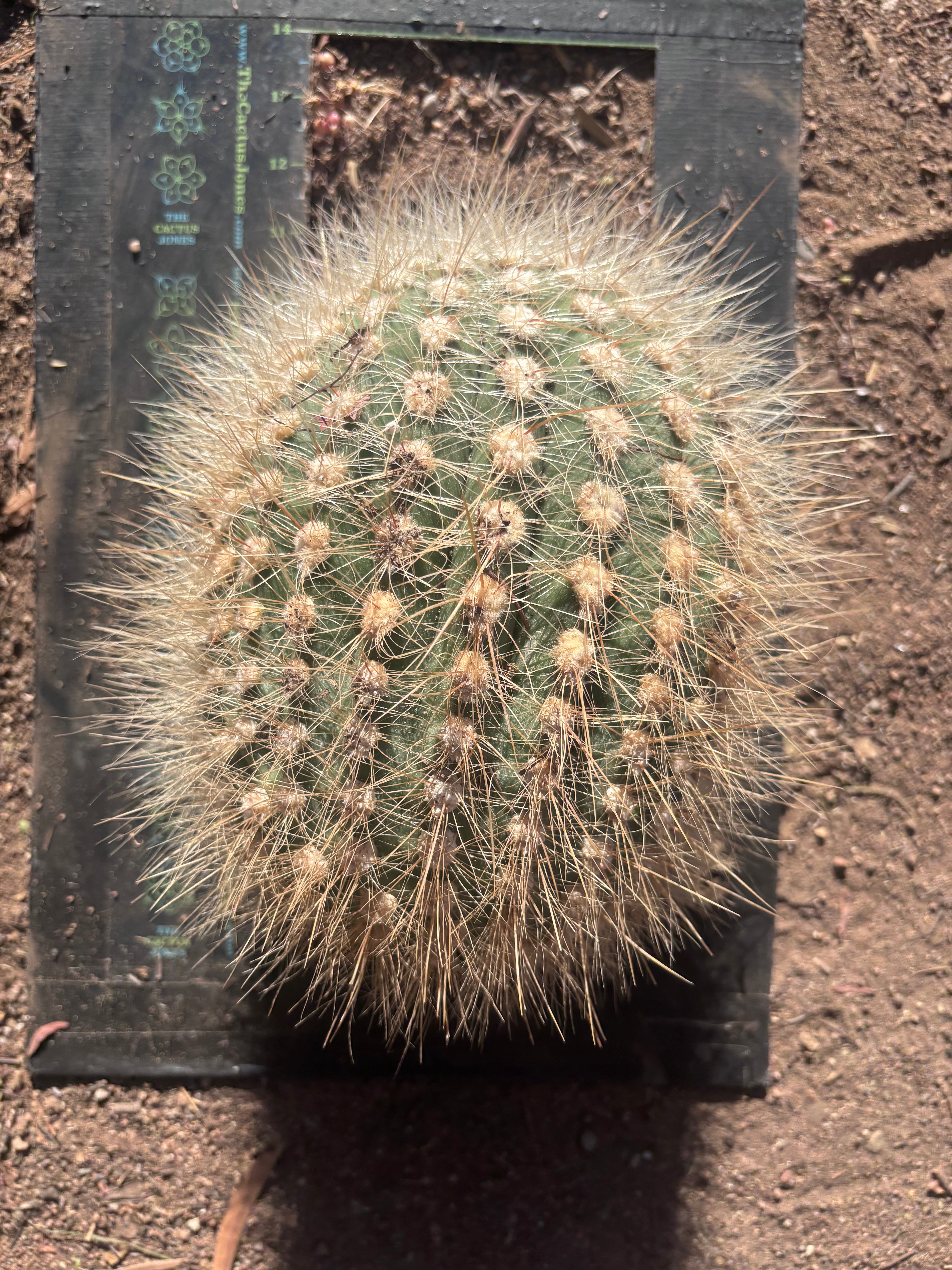 💎 T. Atacamensis — 10” x 8” Melon