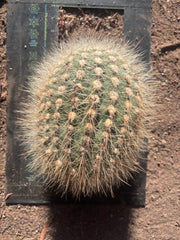 💎 T. Atacamensis — 10” x 8” Melon