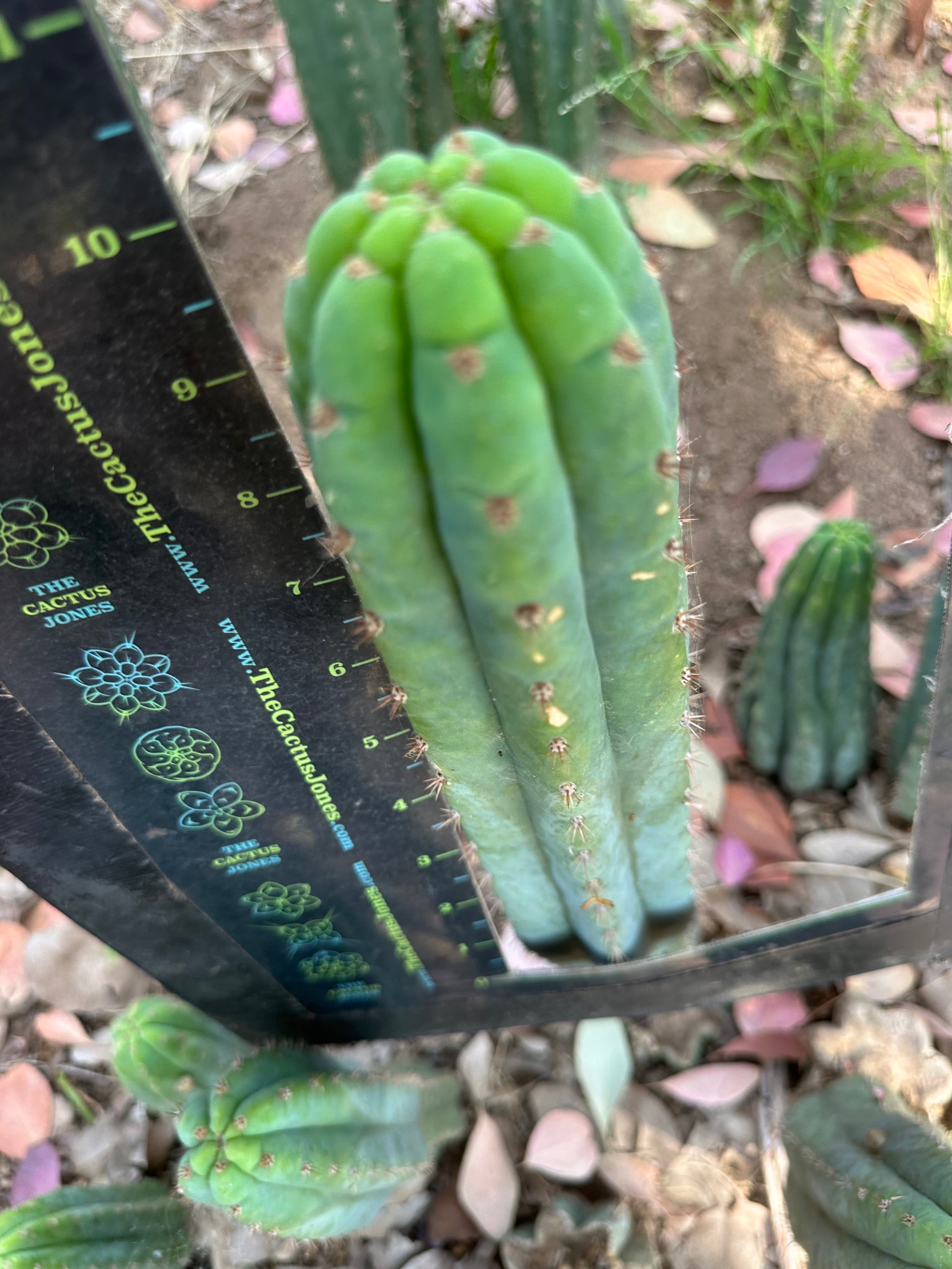 👑🌶️ Restocked (Again) — Ventucky Blue — 10” Tips