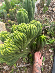 Custom Listing for Daniel S