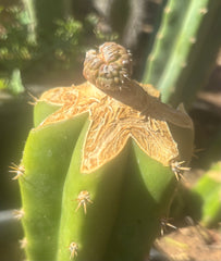 💎👑💎 SCB  — Pup Graft on Rooted Pierre