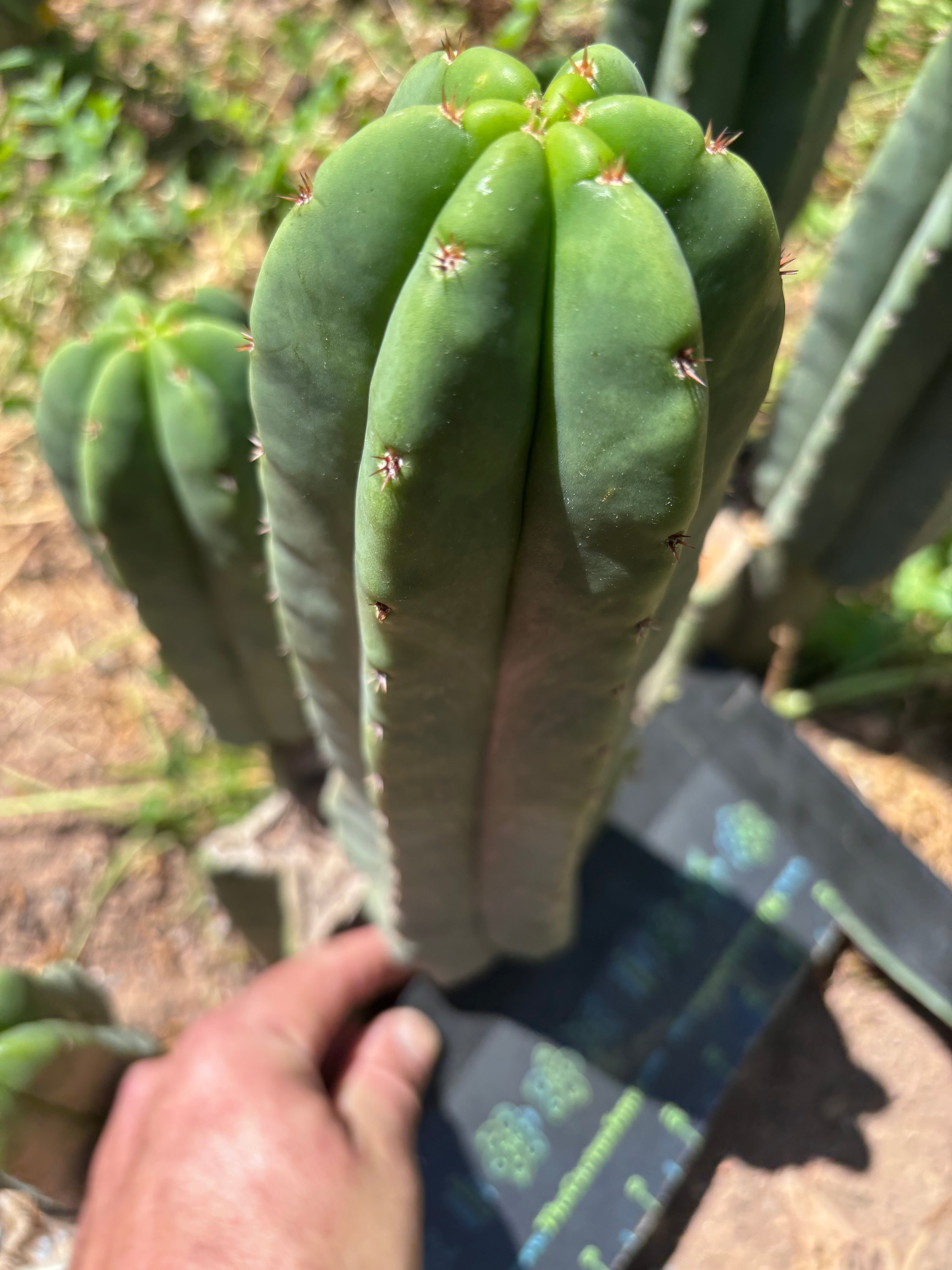 Hulk x Super Pedro —  10.5” Pup