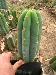 👑🌶️🌶️ Landfill — 10” Pup