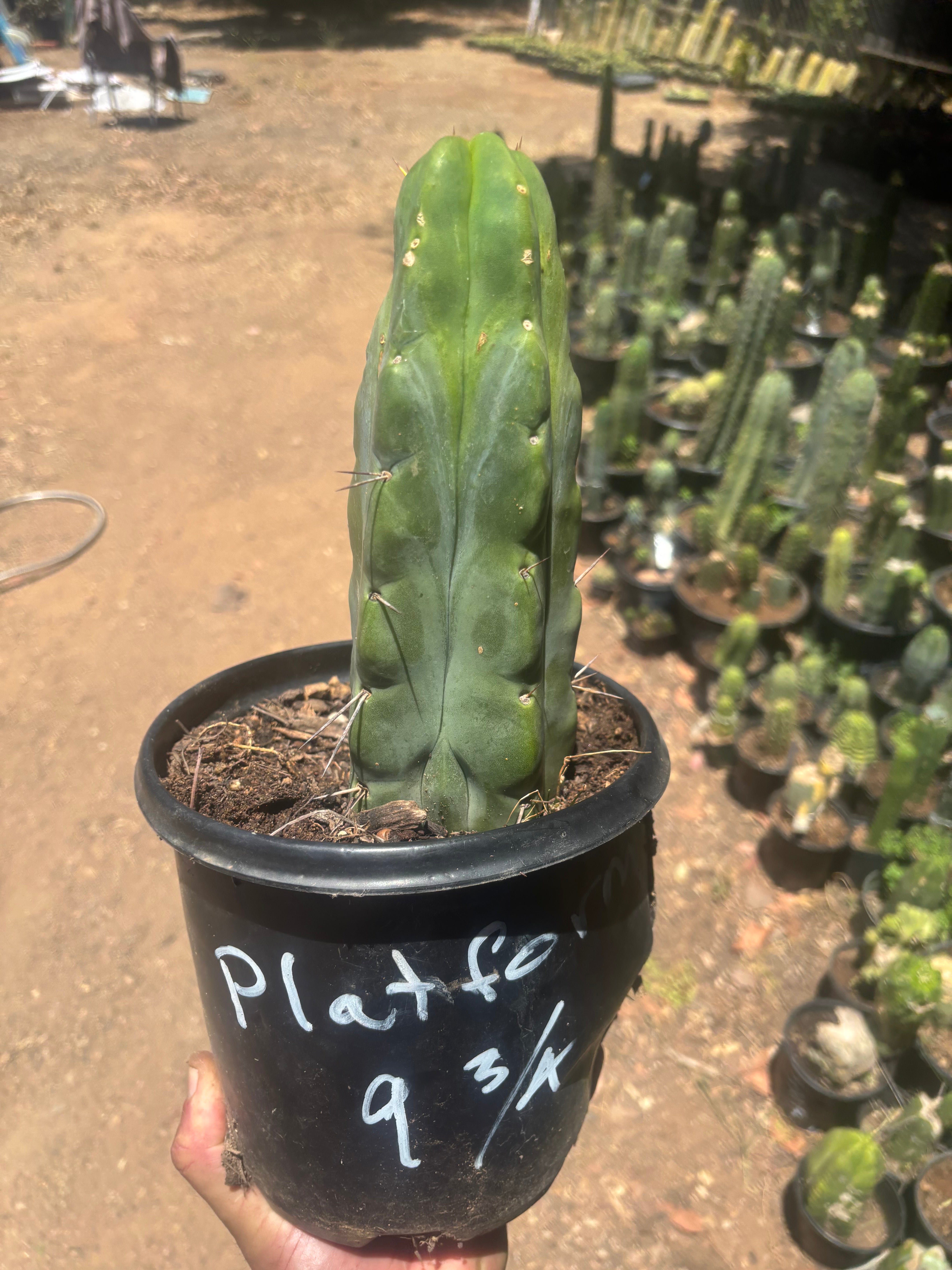 💎👑🌶️ Platform 9 3/4  — Beefy 11”Rooted Tip