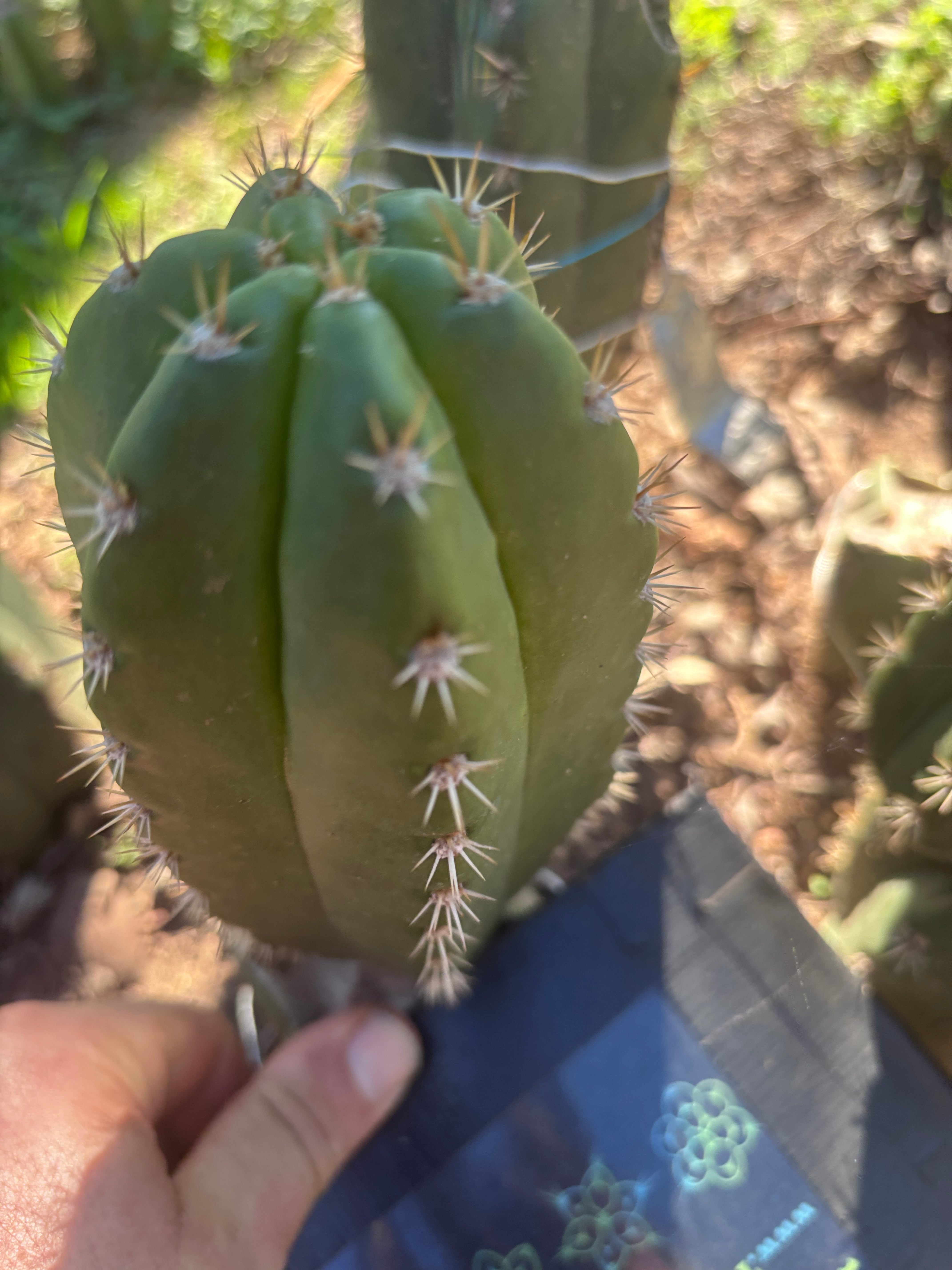 💎👑💎🌶️ CareBear — 6” Pup